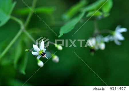 ヒヨドリジョウゴ ヒヨドリジョウゴ 9354497