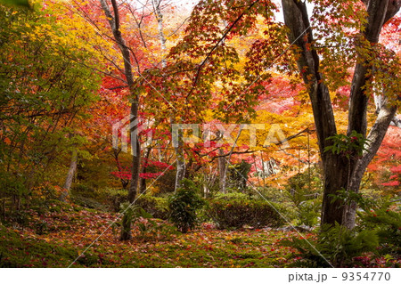 宝筐院の紅葉 宝筐院の紅葉 9354770