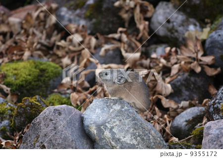 ナキウサギ 9355172