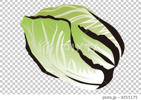 白菜のイラスト 9355175