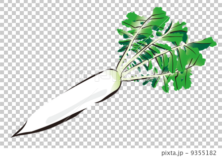 大根のイラスト 9355182