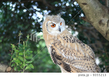 ミミズク　ふくろう　猛禽類　 シベリアワシミミズク　雛 9355213