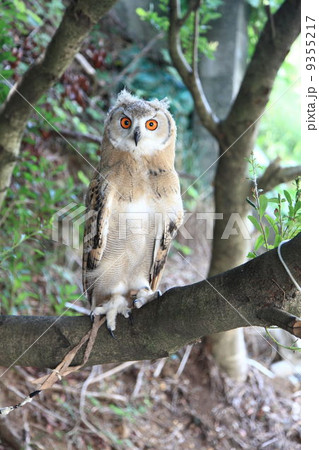 ミミズク　ふくろう　猛禽類　 シベリアワシミミズク　雛 9355217