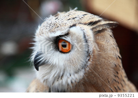 ミミズク ふくろう 猛禽類 シベリアワシミミズク 雛の写真素材