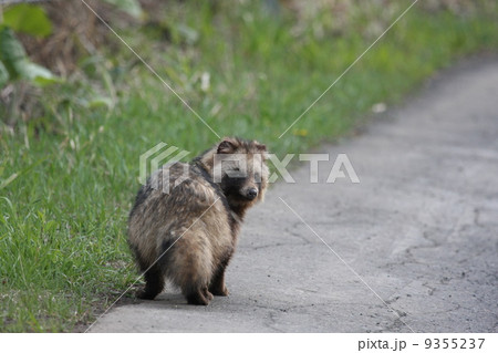 タヌキ 9355237