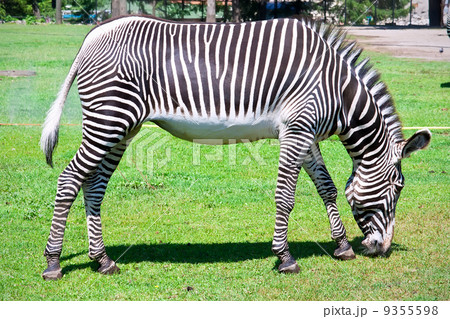 Zebra 9355598
