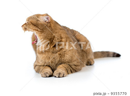 Yawning british cat Yawning british cat 9355770