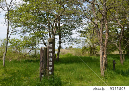 曽根沼湖岸緑地 9355803