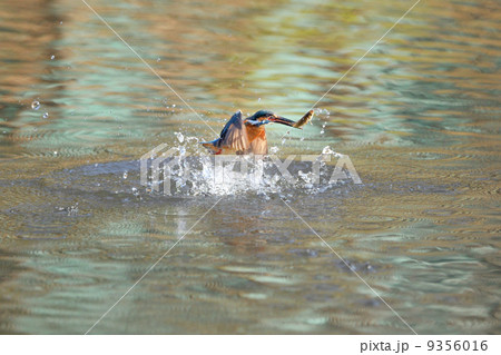 翡翠の捕食 9356016