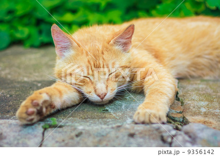 Young Red Kitten Sleeping 9356142