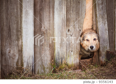 Angry Dog Look At Outside Angry Dog Look At Outside 9356143