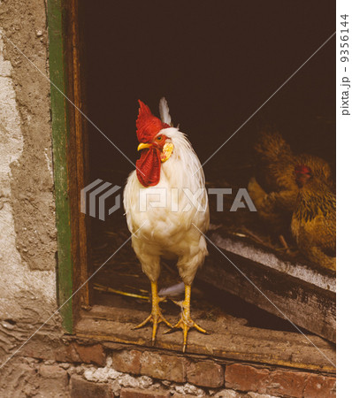 White chicken looking out of the barn White chicken looking out of the barn 9356144