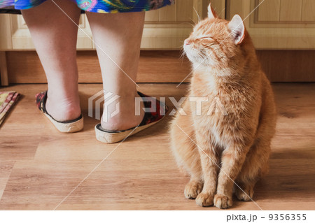 Red Cat Sitting Near Female Foots 9356355