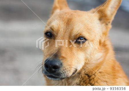 Red Dog Red Dog 9356356