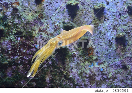 泳ぐアオリイカ 泳ぐアオリイカ 9356591