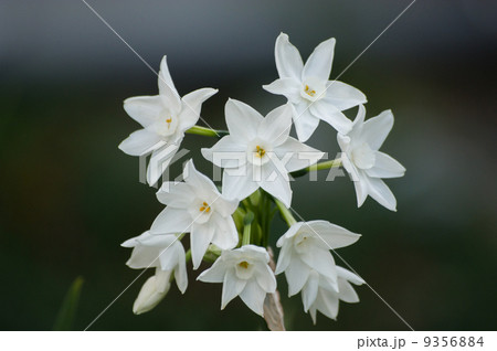 房咲き水仙 9356884
