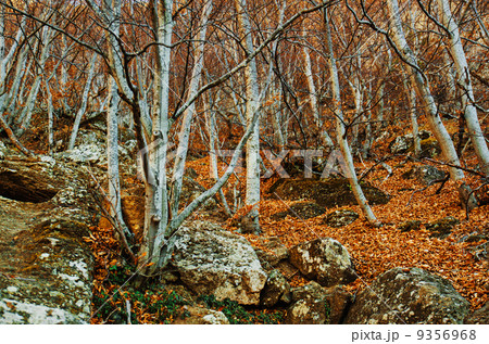 Dark mystical forest 9356968