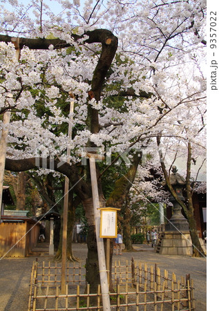 靖国神社 桜の標本木の写真素材