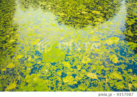 Wild Bog Swamp 9357087