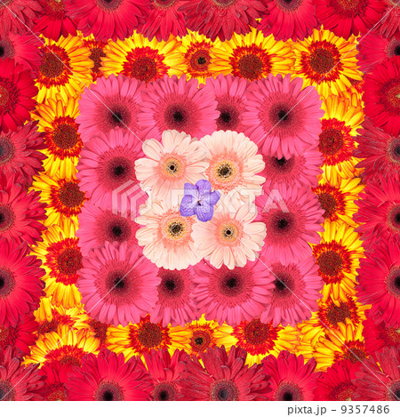 Seamless Pattern from Vibrant Gerbera Flowers 9357486
