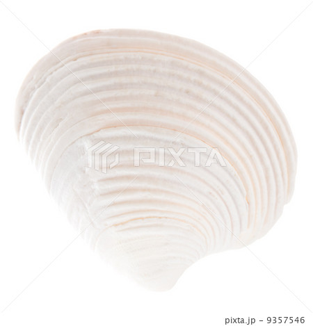 Sea cockleshell isolated on white background 9357546