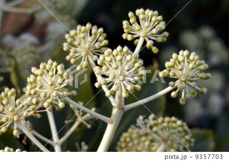 ヤツデの花 ヤツデの花 9357703