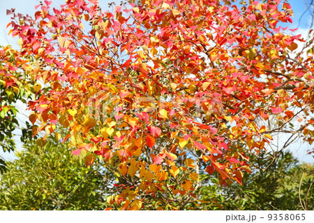 ナンキンハゼ紅葉 ナンキンハゼ紅葉 9358065