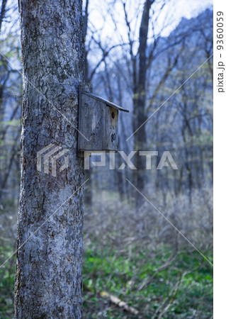 樹に掛けられた巣箱 9360059
