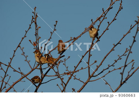 朝のすずめの身支度。 9360663