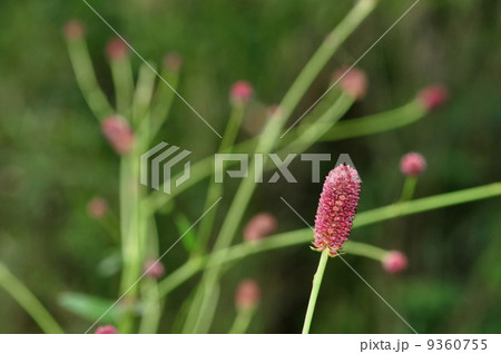 ワレモコウ 9360755