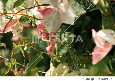 ハツユキカズラ ハツユキカズラ 9360917