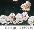 川辺の桜 ソメイヨシノ 川辺の桜 ソメイヨシノ 9360930