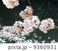 川辺の桜 ソメイヨシノ 川辺の桜 ソメイヨシノ 9360931