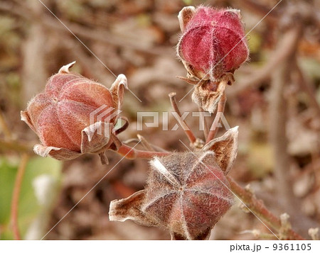 サキシマフヨウ・花の後 9361105