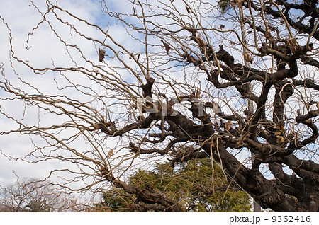 冬・葉を落としたウンリュウグワ 冬・葉を落としたウンリュウグワ 9362416