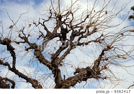 冬・葉を落としたウンリュウグワ 冬・葉を落としたウンリュウグワ 9362417