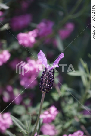 フレンチラベンダー ウサギの耳のようです。 フレンチラベンダー ウサギの耳のようです。 9362486