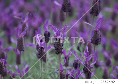 フレンチラベンダー ウサギの耳のようです。 フレンチラベンダー ウサギの耳のようです。 9362492