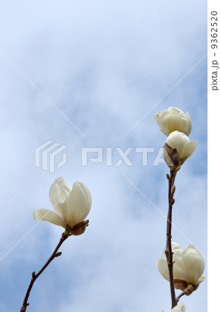 白木蓮（ハクモクレン）の花 9362520