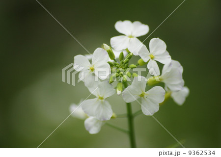 大根の花 大根の花 9362534