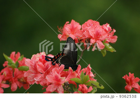 カラスアゲハ カラスアゲハ 9362538