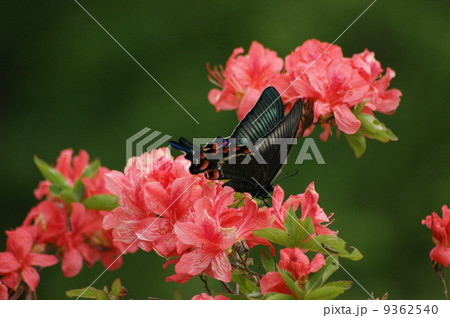 カラスアゲハ カラスアゲハ 9362540