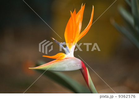 極楽鳥花 極楽鳥花 9362576