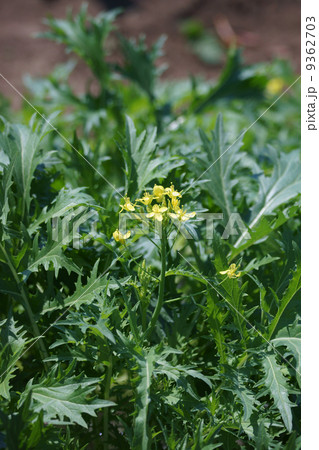 水菜の花 水菜の花 9362703