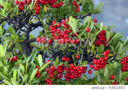 ピラカンサの赤い実 9362802