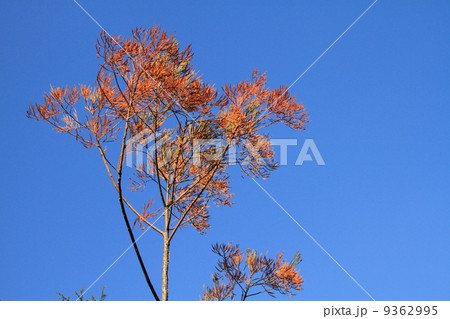 紅葉したスイショウの葉 紅葉したスイショウの葉 9362995
