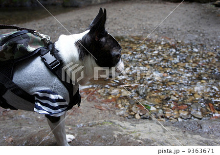 水辺の犬 水辺の犬 9363671
