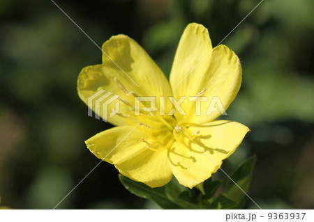 アレチマツヨイグサの花 9363937