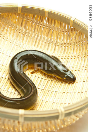 うなぎ うなぎ 9364055