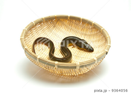 うなぎ うなぎ 9364056